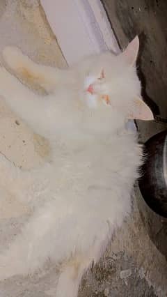 Pure Persian Cat