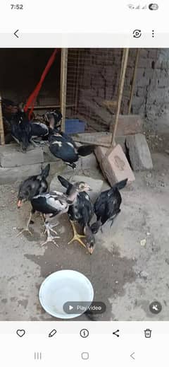 Aseel thie