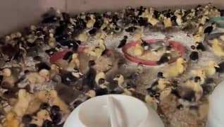Ducks