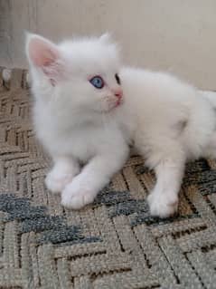White Persian Kitten For Sale