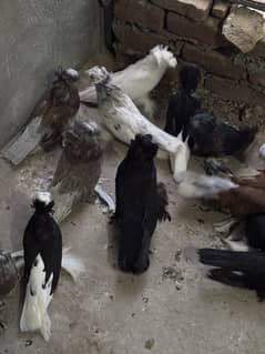 Fancy pigeon Bokhara trumpeter
