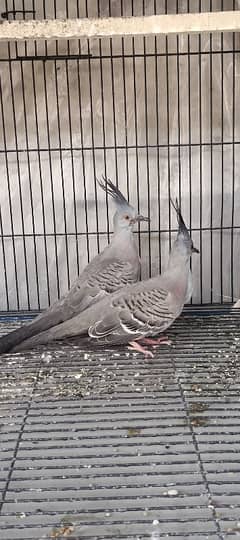 crested Dove pathy O32||4669OO