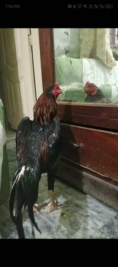 pure pakoy patha for sale