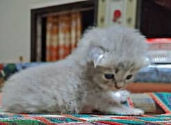Parisian kitten Triple long coat