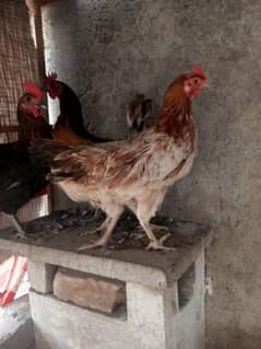 Desi Golden Murghi Aseel Murghi