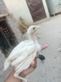 heera and muskha aseel chicks