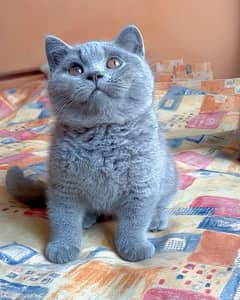 British short hair kitten