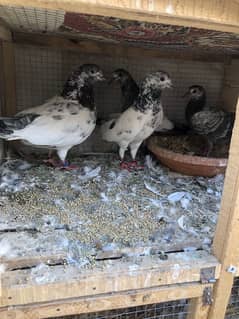 breeders pigeons