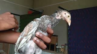 Aseel chicks and one pair avalibale for sale