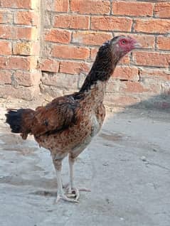 mianwali