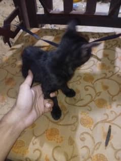 persion cat baby black