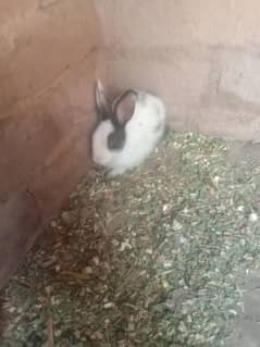Rabbit baby For sale
