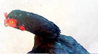 Black Lasani Madi High Quality Aseel Murgi Black Keelon Wali