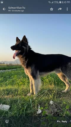 family dog