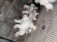 2 month bantam chicks