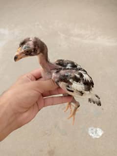Aseel murgi and 6 chicks
