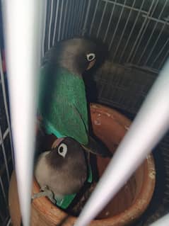 blue mask love birds