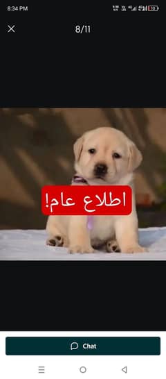 Poddle
