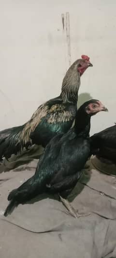 aseel pair hy