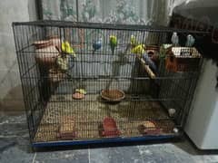 Australian Parrots For Sale Full Setup With Big Iron Cage