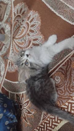 persian kitten for sale