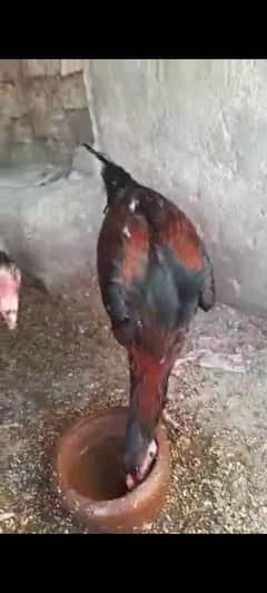 mianwali