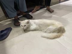 persian cat