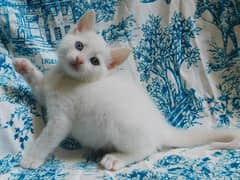 odd eyes kitten