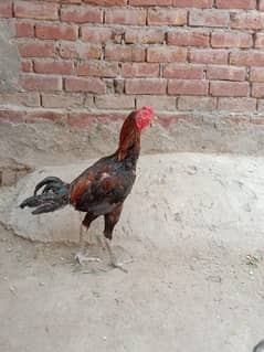 Aseel patha