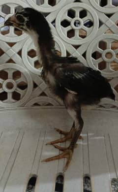 Mianwali Aseel Chicks