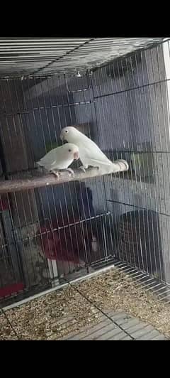 Lovebirds Astralian  Cocktail