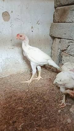 Indian