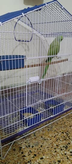Parrot
