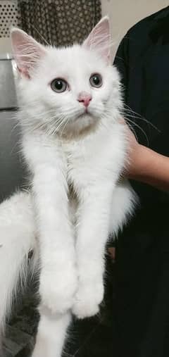 2 cats male and female passion cats age 2 month's