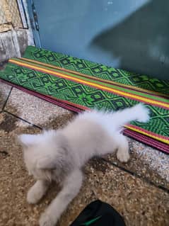Persian kitten triple cort 2.5 month