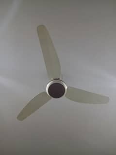 taimur