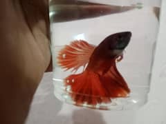 Halfmoon Betta Fish
