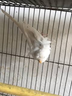 hongromo red eyes budgie female