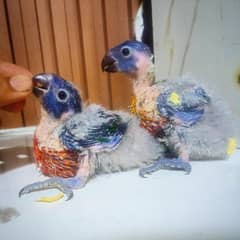 Top Quality Huze size Lori Chicks Pair