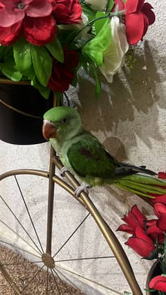 Home breed jumbo raw parrot