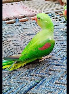 Kashmiri Raw parrot for sale