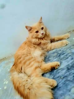 2 female cats hen urgent sale