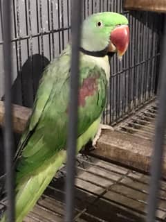 Urgent Sale | Proven Raw Parrot Breeding Pair with Cage & Box | 4.5age