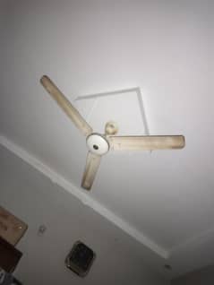 Pak fan