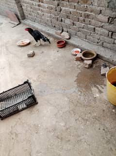 اصیل مرغا میاں والی اصیل بریڈر ایک بینٹم چوزہ