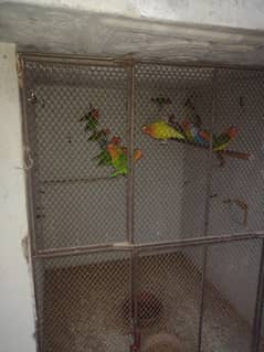 Lovebirds & Charcoal Cockatiel
