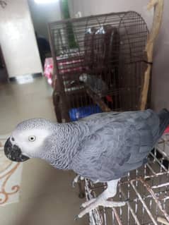 Congo