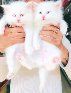 Persian kitten triple coat pair for urgent sale WhatsApp 03706577151