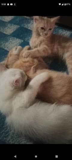 kitten
