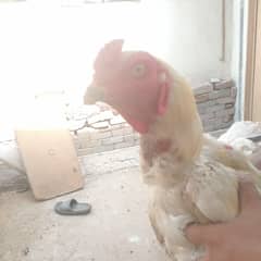 hint murga for sale